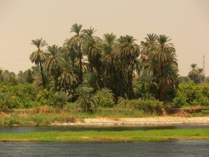 Dattelpalmen am Nil